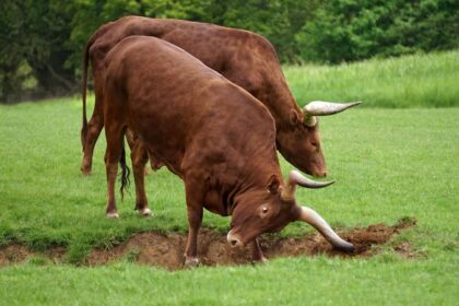 Two long-horned cattle graze peacefully in a lush green pasture, highlighting nature's beauty.